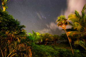 nacht, palmbomen, sterren, de lucht, Tropen