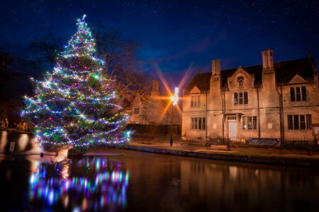 night, the city, tree