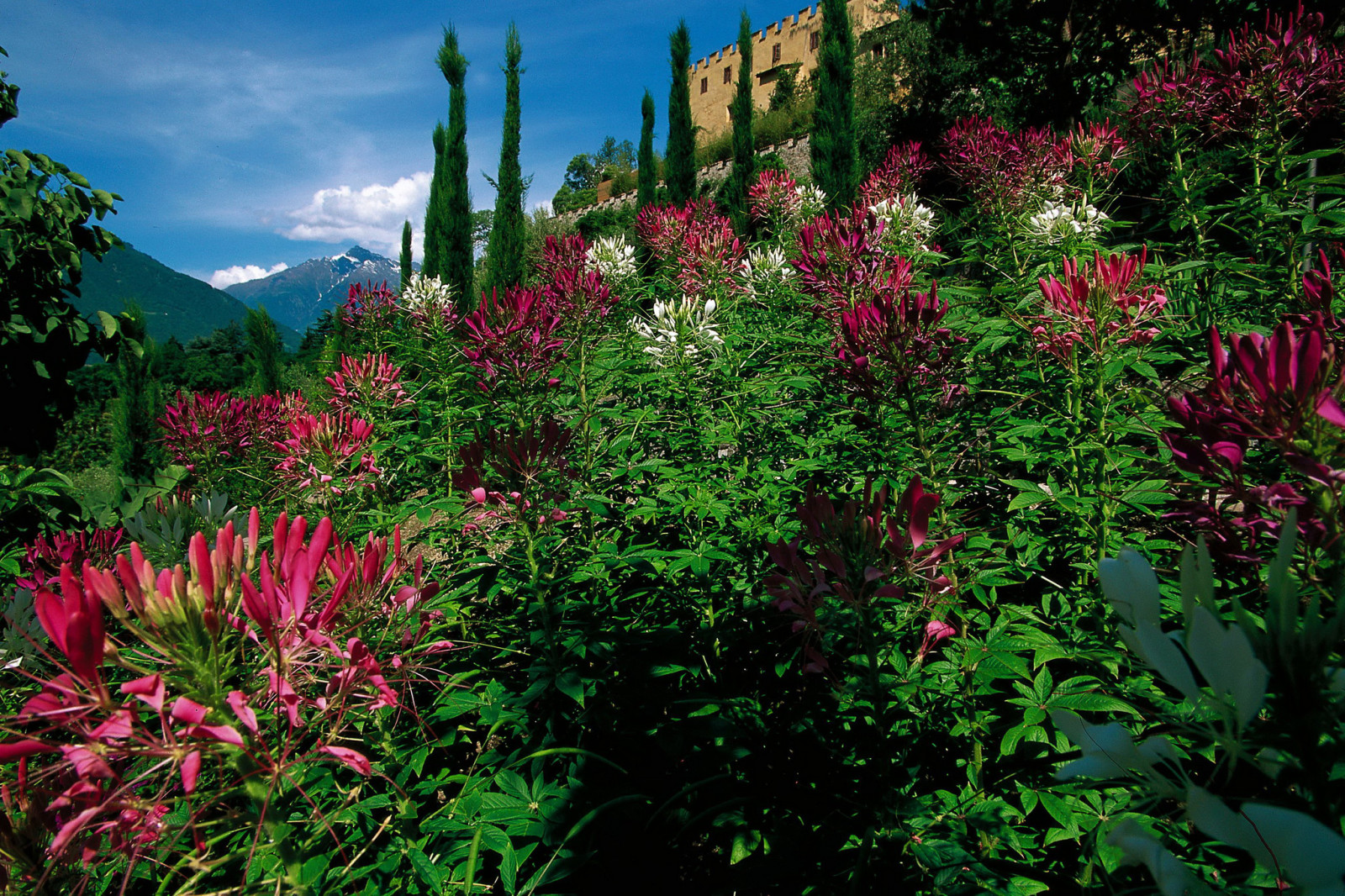 des arbres, fleurs, montagnes, Italie, Château, Jardin, les buissons, Jardins du château de Trauttmansdorff