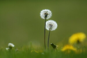 Pissenlits, la nature, printemps