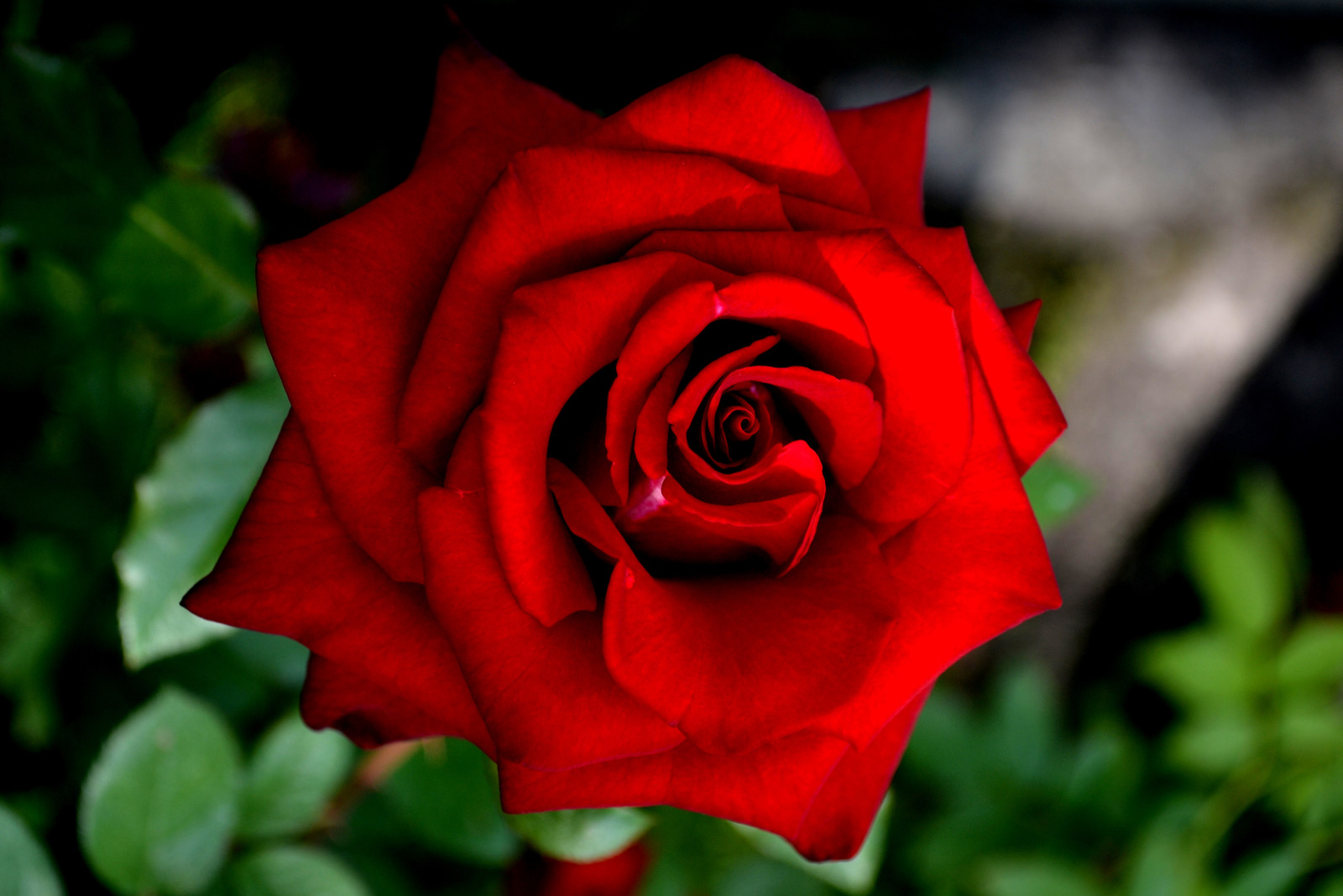 Rose, eine rote Rose