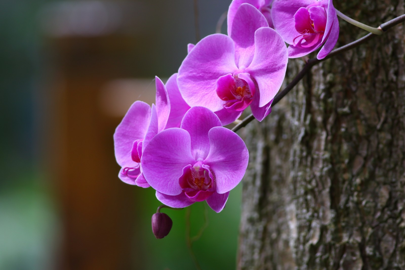 makro, afdeling, Orchid