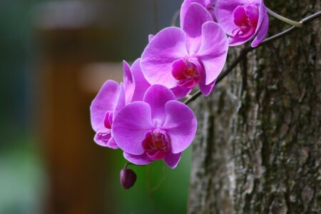 rama, macro, Orquídea