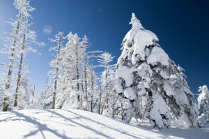 Steigung, Schnee, Fichte, Bäume, Winter