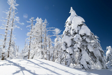 Pendiente, nieve, abeto, arboles, invierno