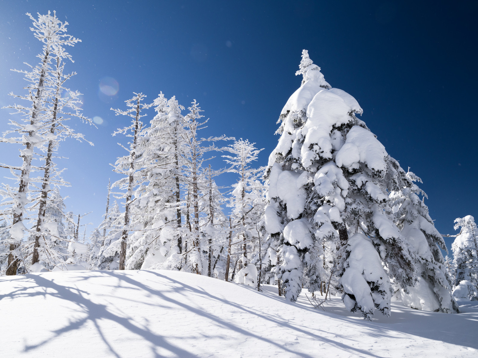 snø, vinter, trær, gran, skråningen