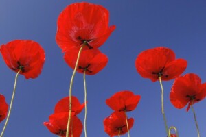 veld-, Maki, weide, bloemblaadjes, stam, de lucht