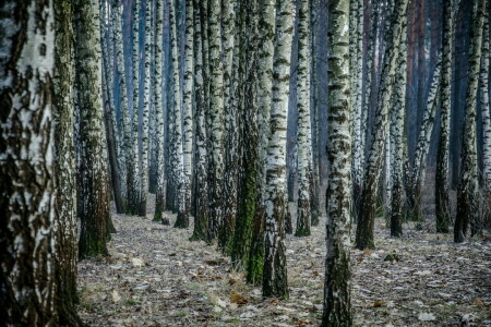 bouleau, forêt, la nature