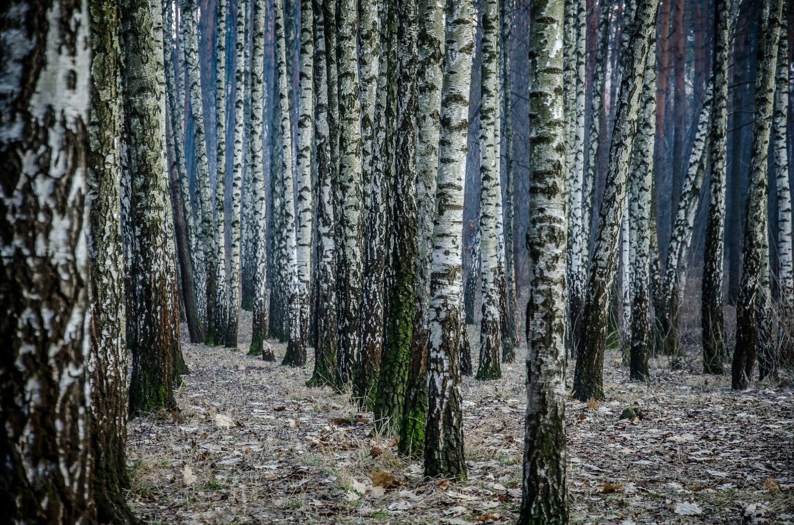 metsä, luonto, koivu