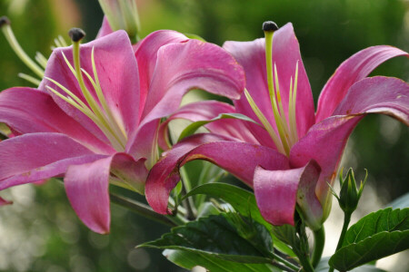 leaves, Lily, macro, petals, plant