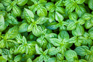 vert, feuilles, plante