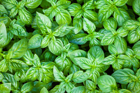 green, leaves, plant