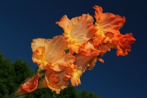 Gladiolus, makro