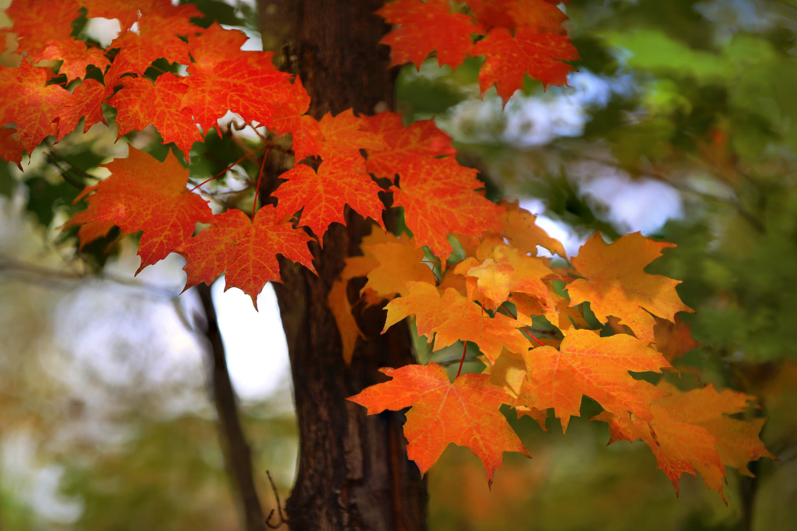 l'automne, la nature, feuilles