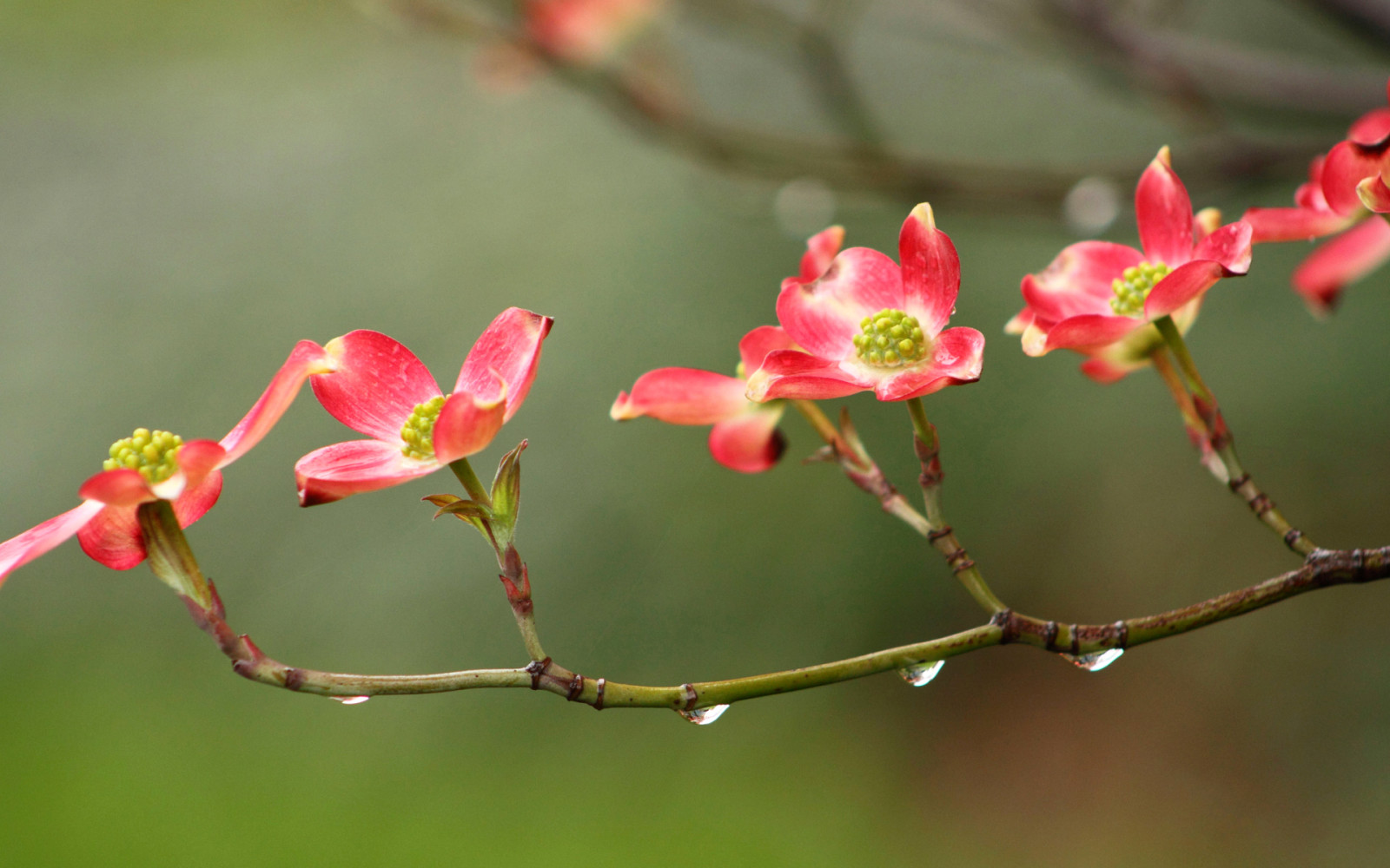 flowers, branch, drops, Rosa