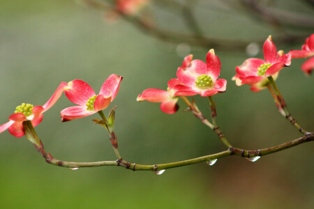 branche, gouttes, fleurs, Rosa