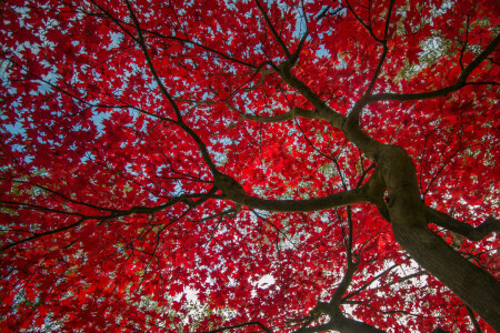 l'automne, feuilles, Le cramoisi, Le ciel, arbre