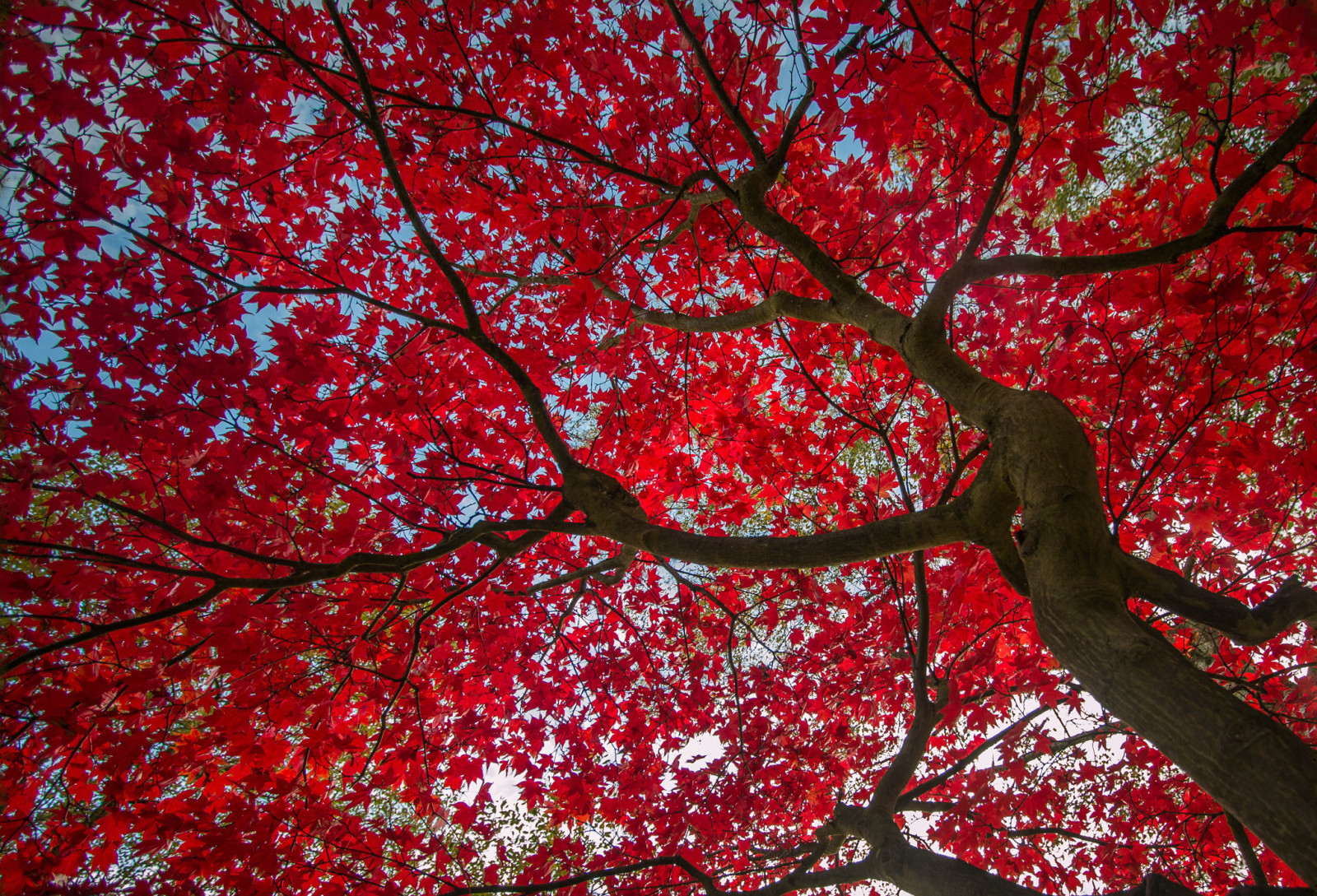 træ, efterår, himlen, blade, Crimson