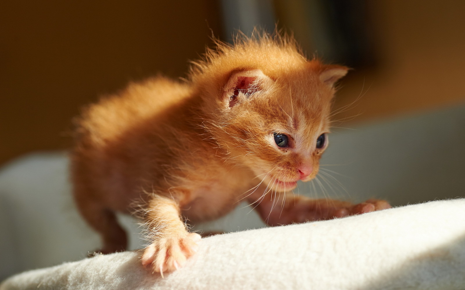 kedi, Yavru kedi, ilk adım