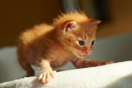 cat, first steps, kitty