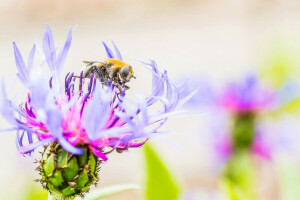 fleur, insecte, pétales, CANNABIS