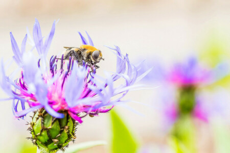 flower, insect, petals, WEED