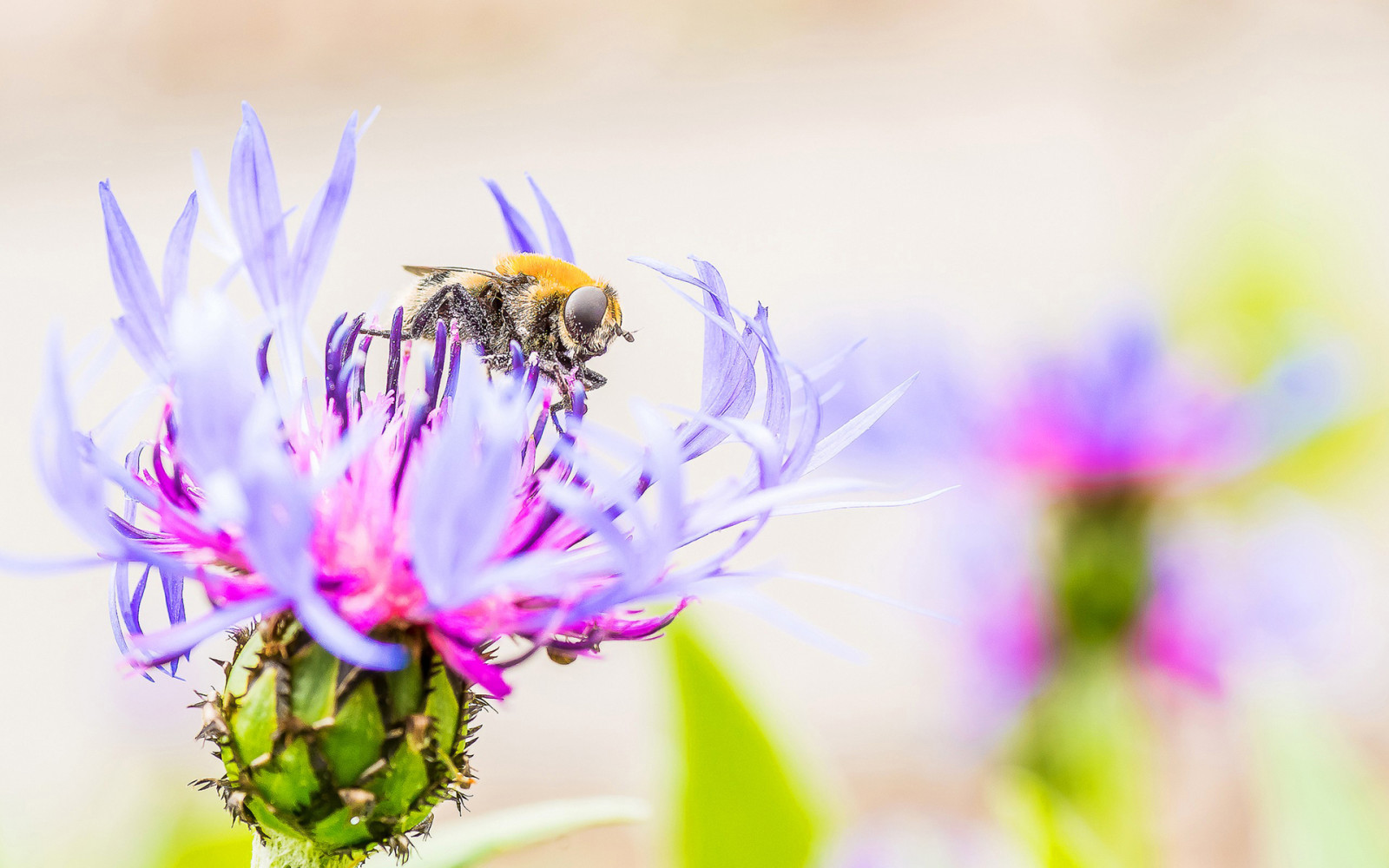 bloem, bloemblaadjes, insect, ONKRUID