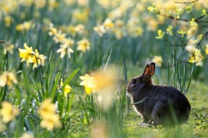 påskeliljer, blomster, hare, forår