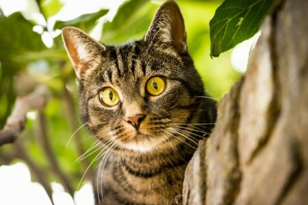 gato, olhos, Veja, focinho