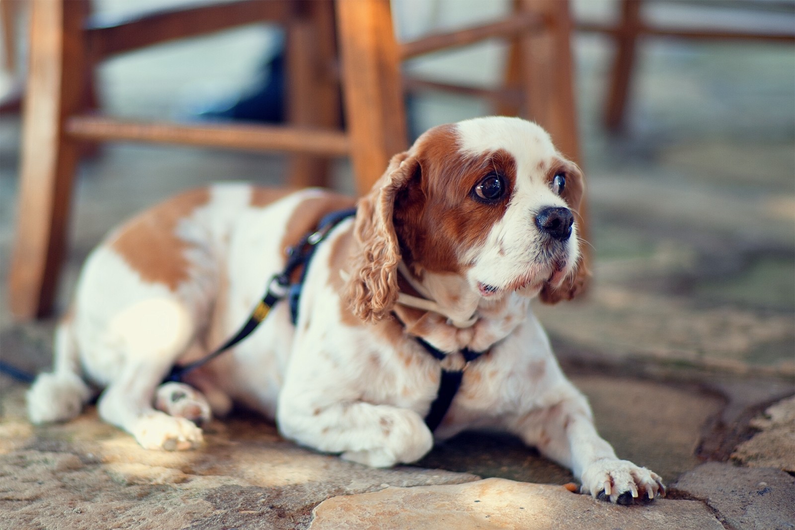 dog, bokeh, leash