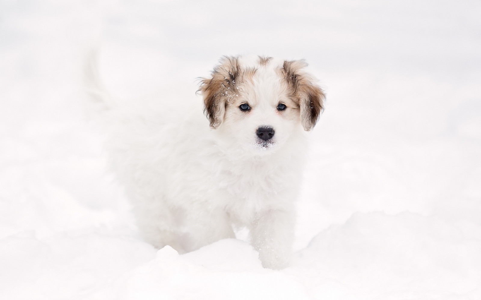 Hintergrund, Hund, Hündchen