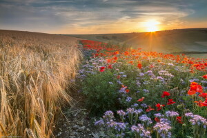 oren, veld-, bloemen, landschap, ochtend-, natuur