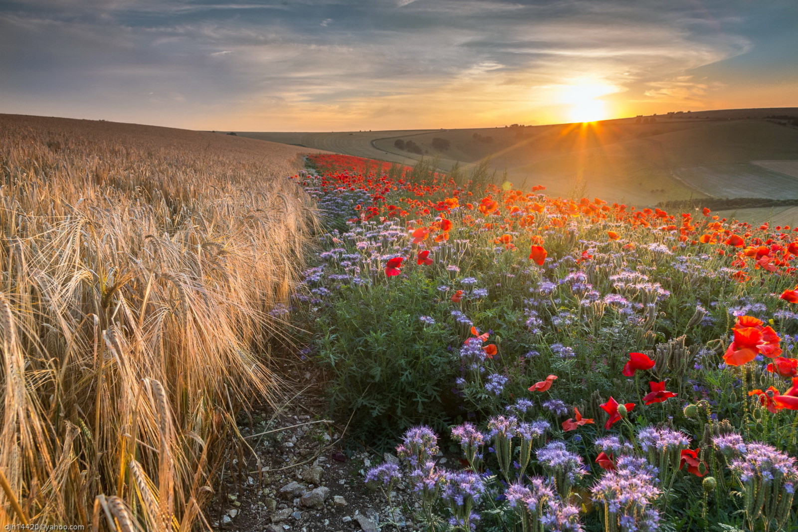 Natur, Landschaft, Feld, Blumen, Morgen, Ohren