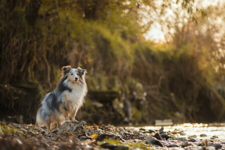 hund, varje, se