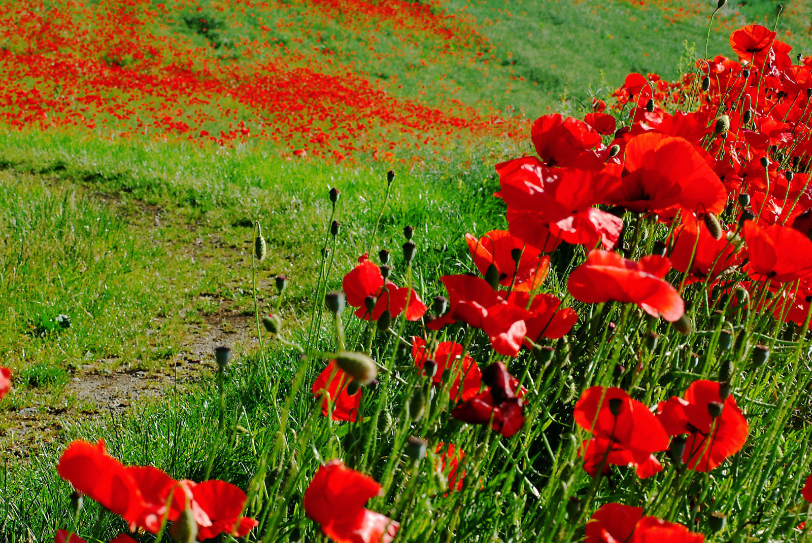 grass, field, flowers, meadow, Maki, path