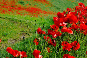 field, flowers, grass, Maki, meadow, path