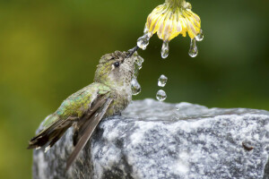 fugl, dråper, blomst, Hummingbird, natur, stein, vann