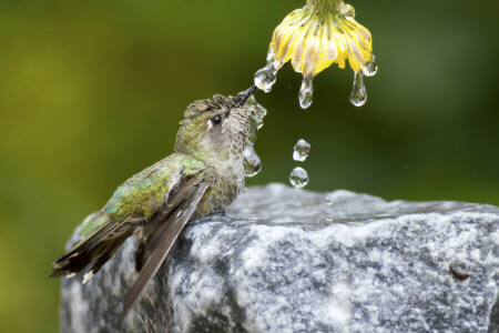 fågel, droppar, blomma, kolibri, natur, sten, vatten