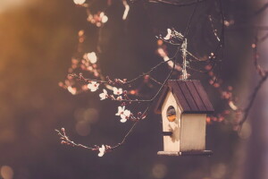 Maison d'oiseau, branches, la nature