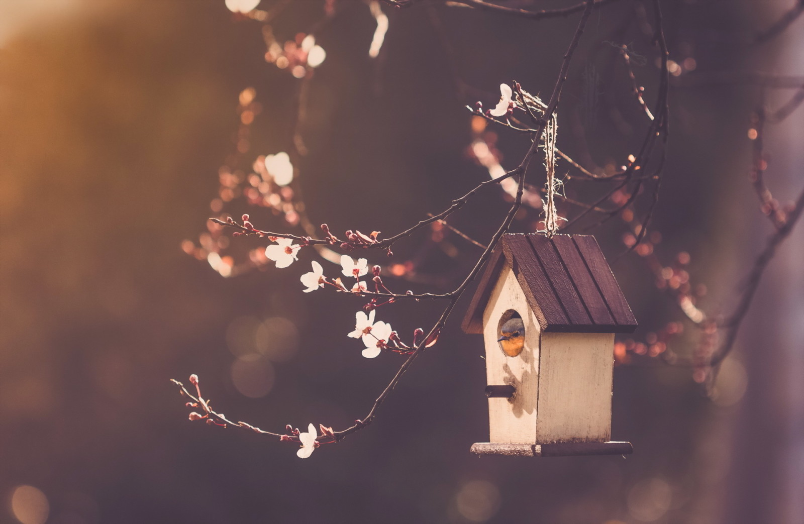 Geäst, Natur, Vogelhaus