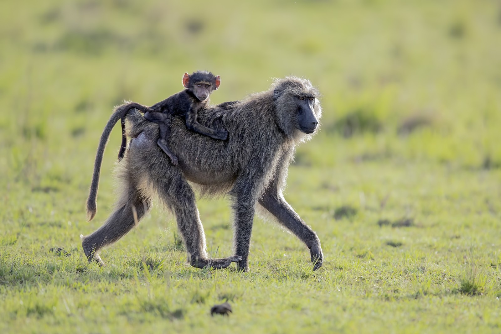 andar, macaco, África