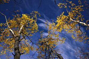 autunno, natura, alberi