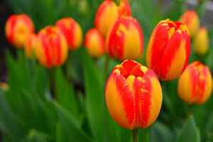 Jardín, hojas, prado, pétalos, tulipanes