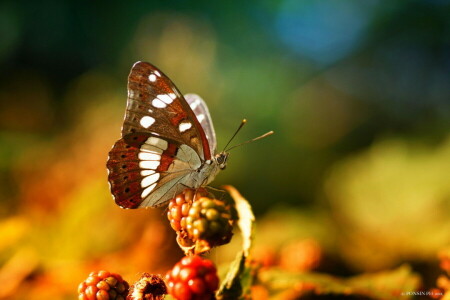 berries, BUTTERFLY, insect, macro