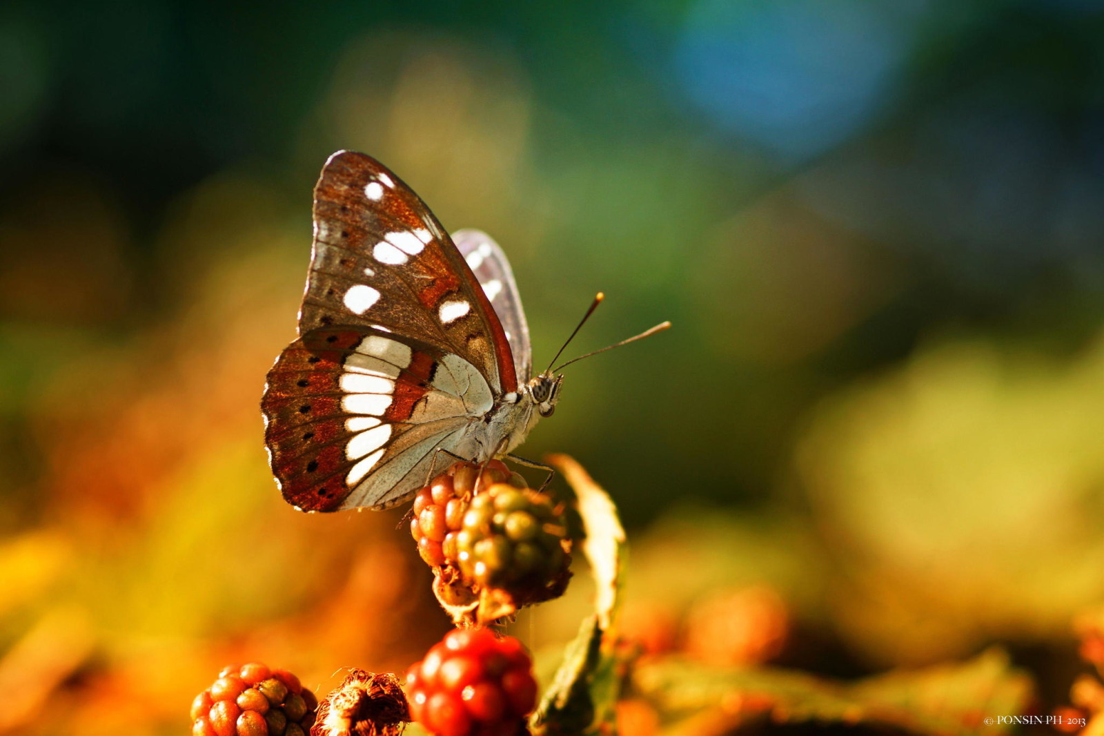 macro, BUTTERFLY, berries, insect