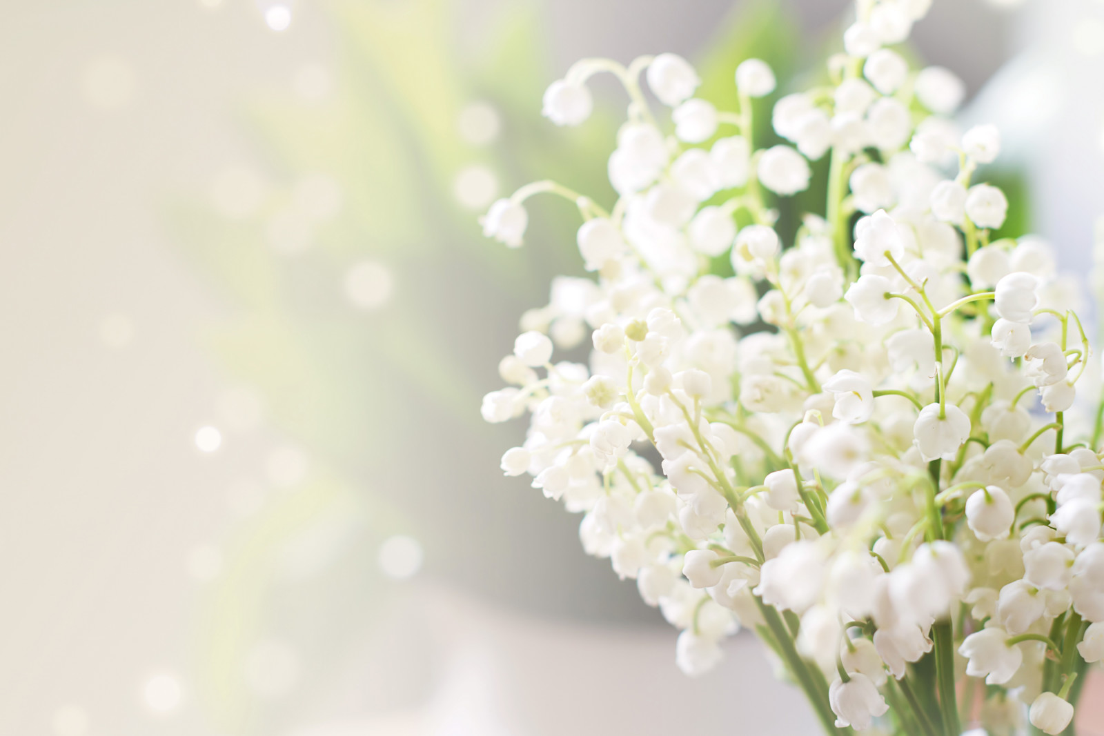 glare, bokeh, macro, blur, white, lilies of the valley