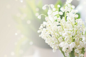 blur, bokeh, glare, lilies of the valley, macro, white