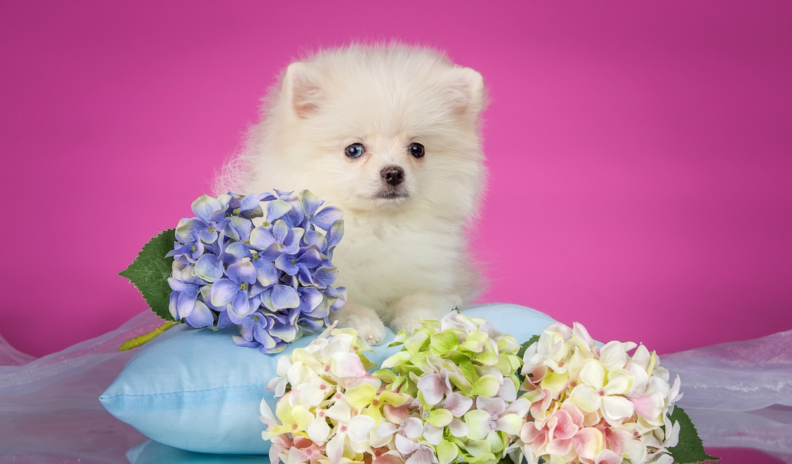 perrito, blanco, almohada, Perro de Pomerania, hortensia