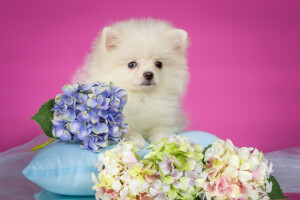 hortensia, almohada, perrito, Perro de Pomerania, blanco