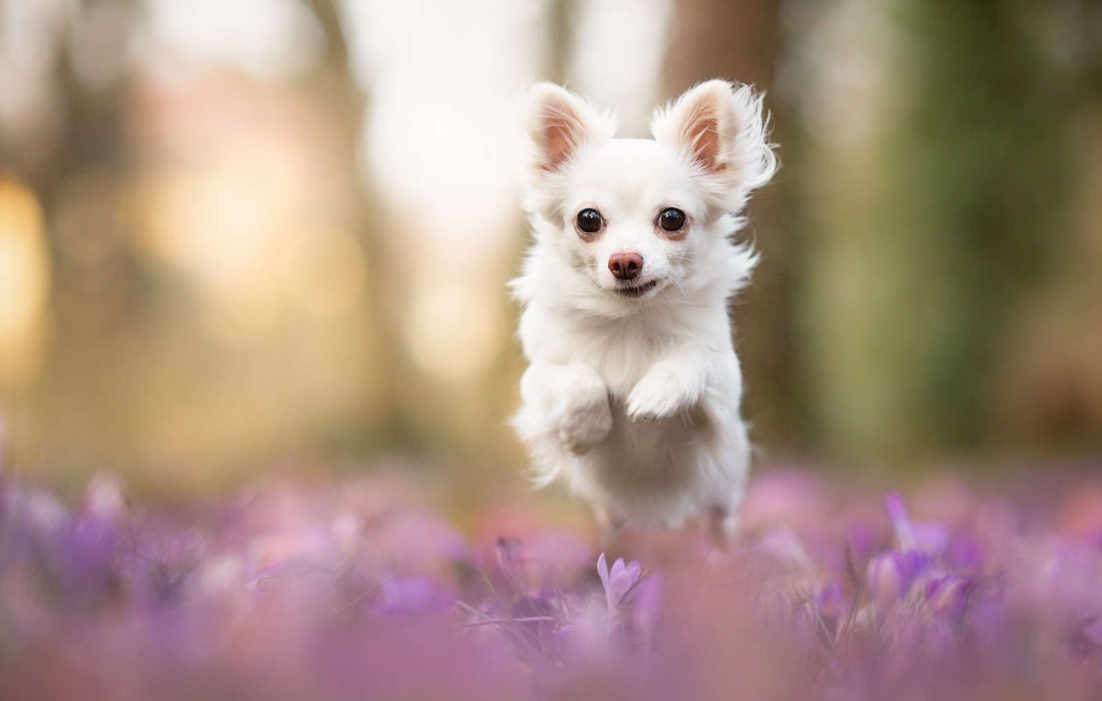 bak, köpek, her biri